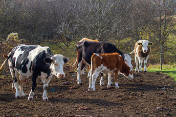 Agriculture in Transylvania, Romania