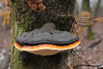 tinder fungus bordered mushroom on tree