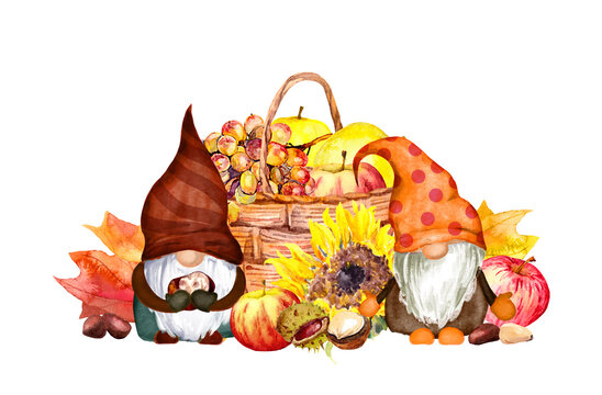 Cute gnomes with autumn fruits, vegetables, flowers. Basket with apples, grape, nuts, maple leaves. Hand painted iilustration for Thankgiving design