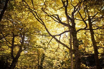 Autumn in the Pyrenees