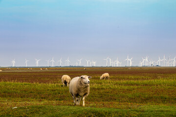 Obraz premium Sheep on the pasture in North Frisia