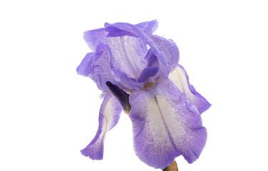 Naklejka premium iris flower isolated