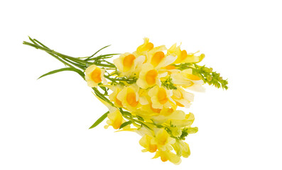 meadow snapdragon isolated