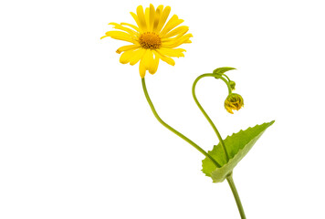 yellow chamomile isolated