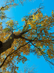 trees in park in autumn sunny day