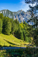 Alm mit Kühen, Wald und Gebirgsmassiv im Hintergrund in Vorarlberg - Österreich