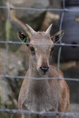 Naklejka na ściany i meble Small deer in a zoo