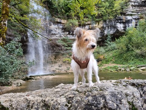 Hund am Wasserfall 3