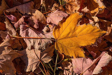 Autumn background with dry maple leaves