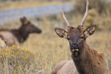 Close up of male elk with broken spike antler along Highway 89 near Gardiner and Yellowstone National Park in Montana