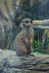 Fototapeta premium A meerkat looking around