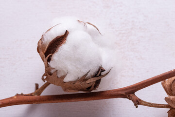 Close up cotton flower branch on white wooden background