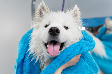 Close-up of the hands of a female groomer who wipes a Samoyed dog with a towel after washing and...