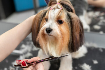 A female groomer cuts the wool of a Yorkshire terrier with scissors. Beautiful haircut for a small dog