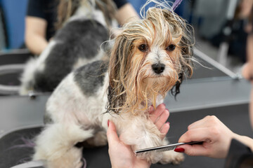 A female groomer combing a yorkshire terrier with comb.