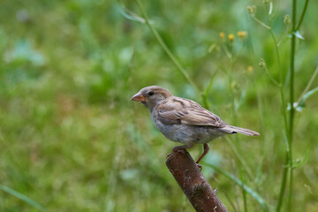 Haussperling bei der Futtersuche
