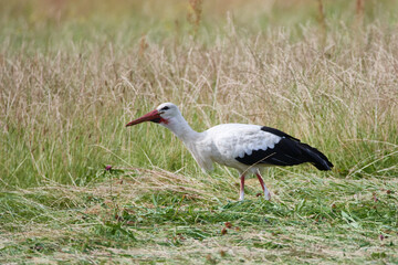 Weißstorch bei der Futtersuche