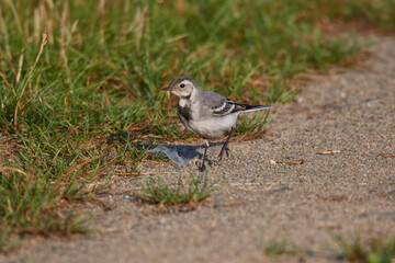 Juvenile Bachstelze an einem Fluss in Brandenburg