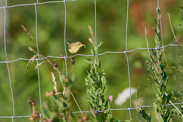 Gelbsp&ouml;tter (Hippolais icterina)