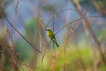 Asian green bee-eater