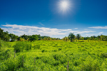 Fototapeta na wymiar Dominican Republic jungle landscape