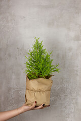 Hand holds Cupressus Goldcrest Wilma in kraft paper packaging.