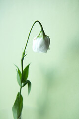 One white flower with drooping bud on a green background