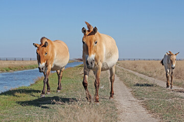 small group of Przewalski's horse at khustain nuruu national park mongolia during sunset
