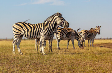 Fototapeta na wymiar grazing zebras in the savannah in africa - national park masai mara in kenya