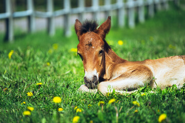 Closeup of a foal lying on the ground surrounded by fences in a ranch