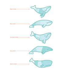 Set of whale species icons. illustration on white