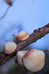 Close up of seashell tree in Sardinia, Italy