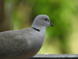 oiseau