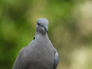 oiseau