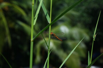 dragonfly on the grass