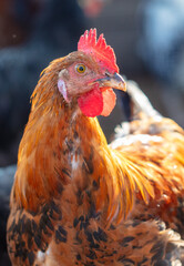Portrait of a red hen on the farm.