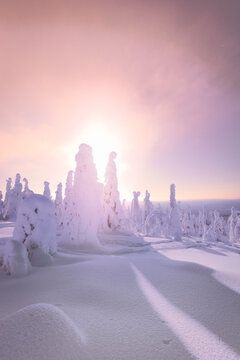 Snow covered trees, Lapland, Finland