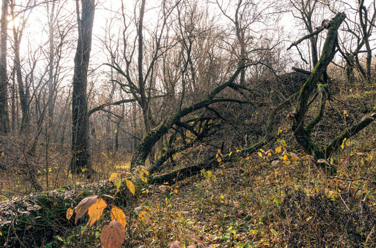 Mysterious abandoned old autumn forest