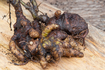 Madeira vine tubers (Anredera cordifolia) robust tropical vine with succulent leaves