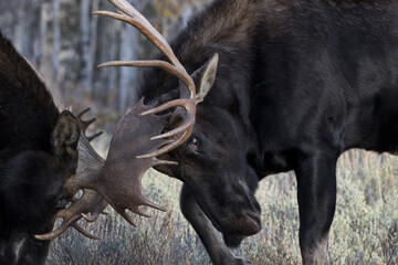Bull moose, two males in combat, lock antlers in close up of rutting battle in Wyoming