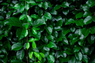 Full Frame of Green Leaves Pattern Background, Nature Lush Foliage Leaf  Texture , tropical leaf