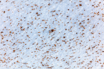 Seeds from a tree on the snow as a background.