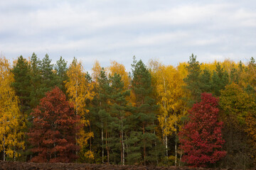 Obraz premium autumn in the forest