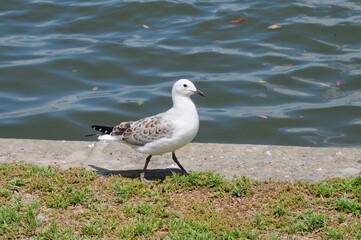 A seagull by the river