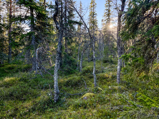 Fulufjället Nationalpark 5