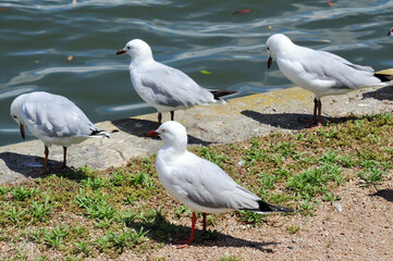 A seagull by the river