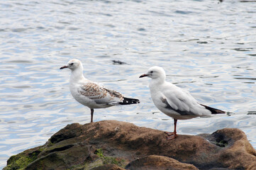 seagull on a rock