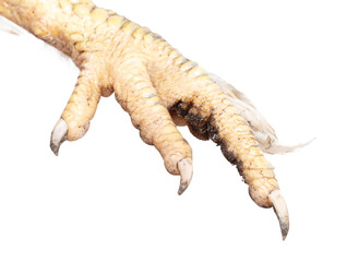 Rooster paw isolated on a white background.