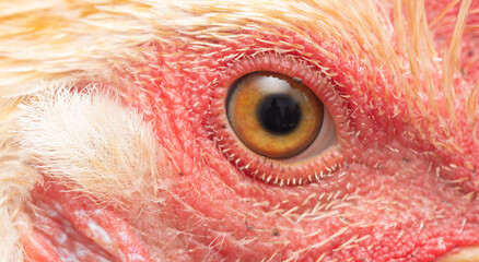 The eye of a live rooster.
