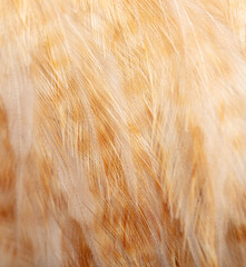 Feathers of a ginger rooster as a background.